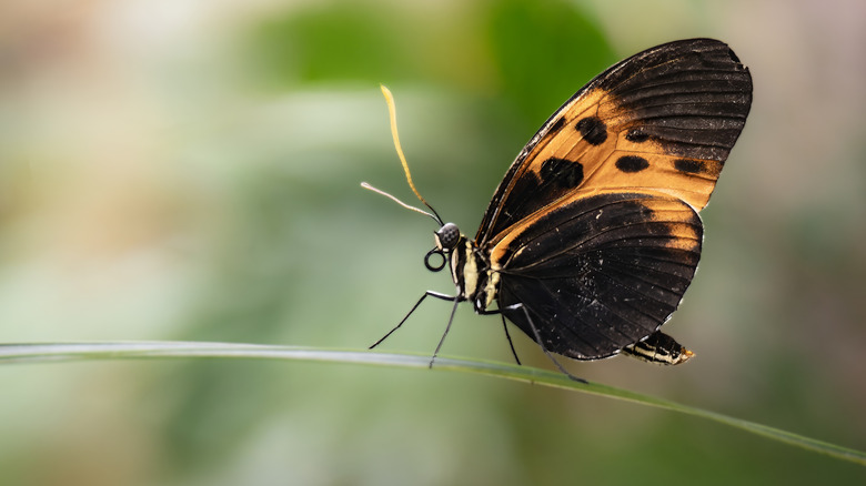 A butterfly perched on a thin strand of grass