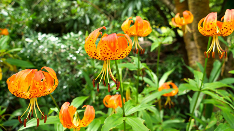 Carolina lilies blooming with bright green foliage in front of trees and bushes