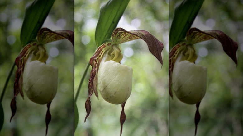 A Kentucky lady slipper orchid in bloom