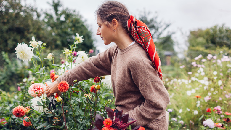 A woman picking beautiful flowers in a garden
