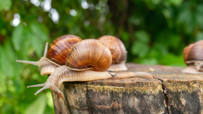 some snails on a tree stump