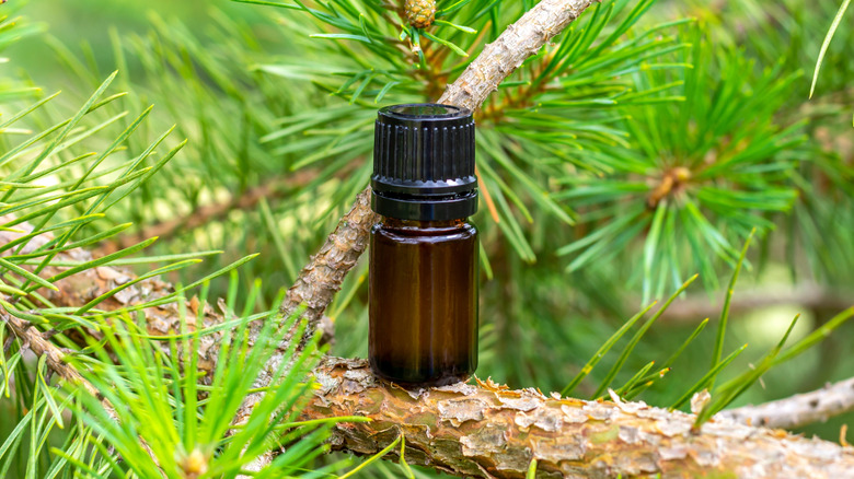 Pine essential oil in a Dark insole bottle against a pine branch