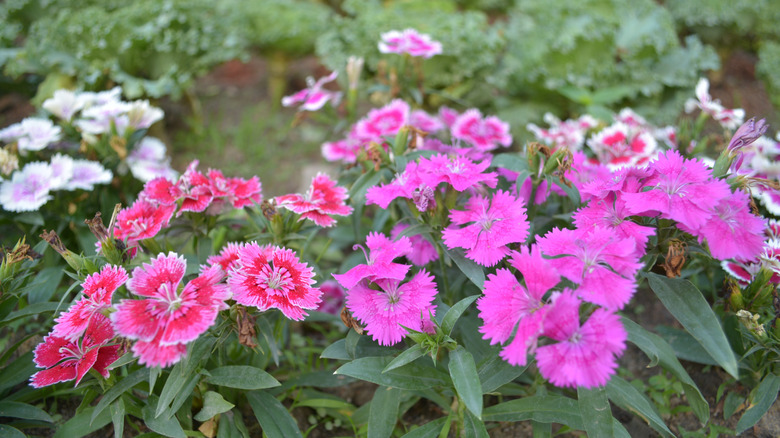 A mass planting of different colored dianthus as a border