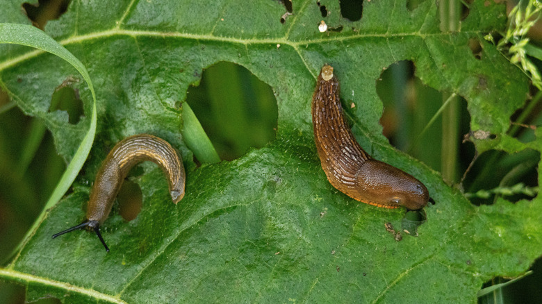 Two slugs eating their way through a lush, green leaf