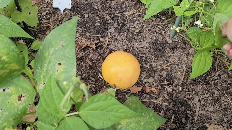 A small grapefruit half hollowed out and upturned on the soil in a garden bed.