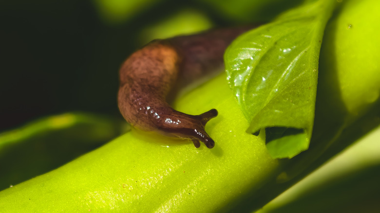 A slug crawls along a bright green stem near a leaf.