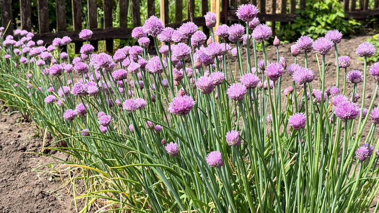 A border of chives with purple flowers in a garden.