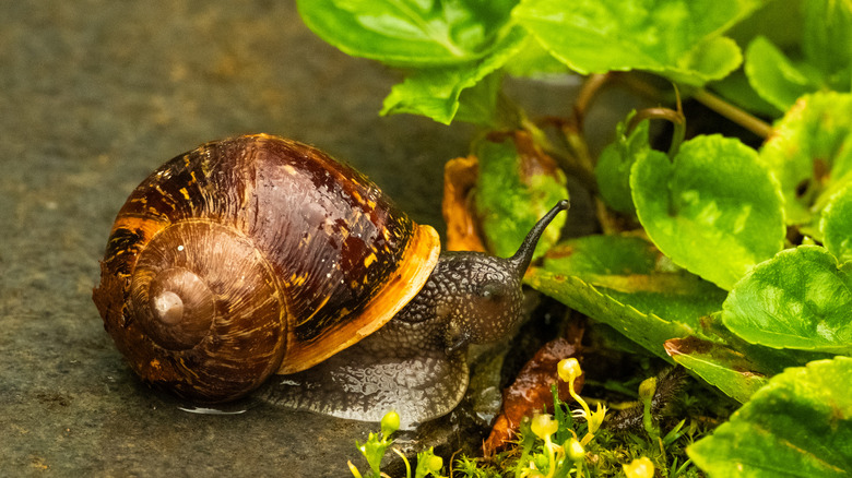 A large snail on a concrete pathway beside a garden bed.