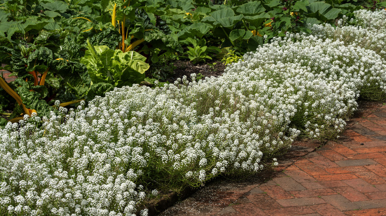 A row of white sweet alyssum flowers along the edge of a garden bed that has Swiss chard and squash plants.