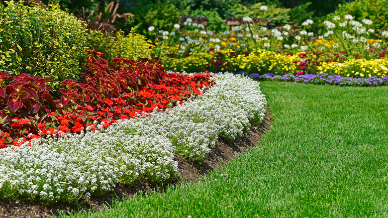 A garden bed of red coleus and red impatiens bordered by white sweet alyssum plants.