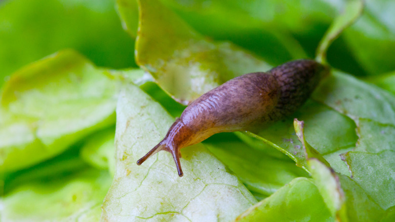A close-up picture of a slug on a piece of leaf lettuce.