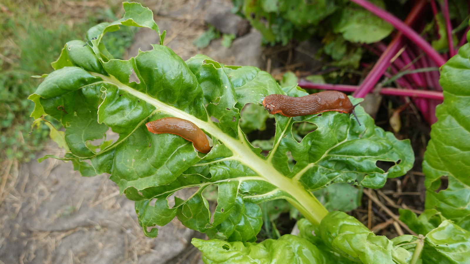 Not Copper Nor Coffee Grounds: Use This Bathroom Staple To Help Deter Snails And Slugs