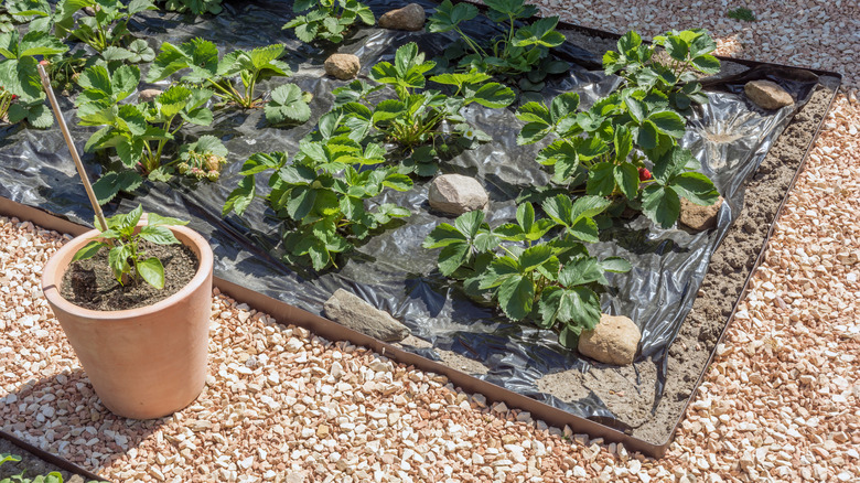 A rectangular strawberry patch with black plastic mulch surrounded by tan gravel.