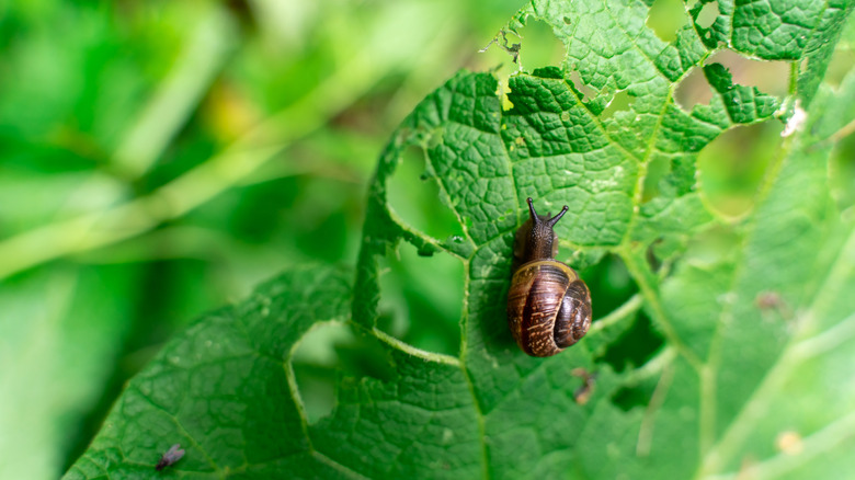 A snail on a leaf that has a bunch of holes in it.