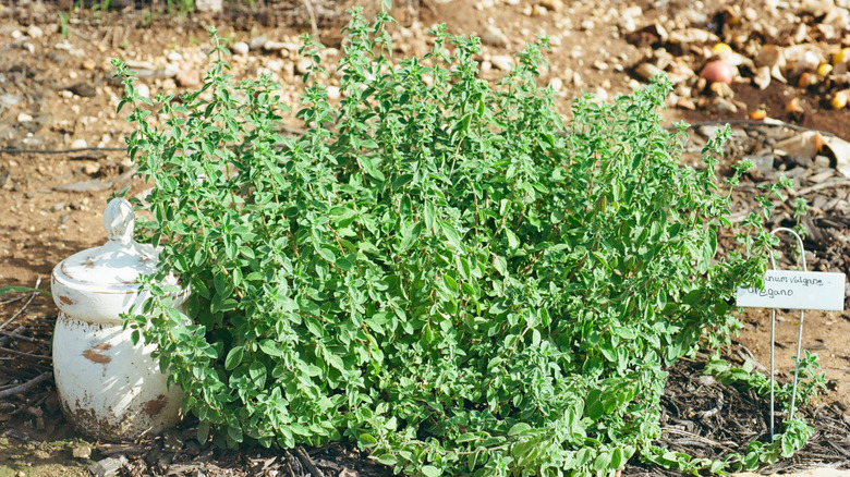 A patch of oregano growing in a garden