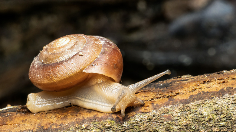 close up of a garden snail
