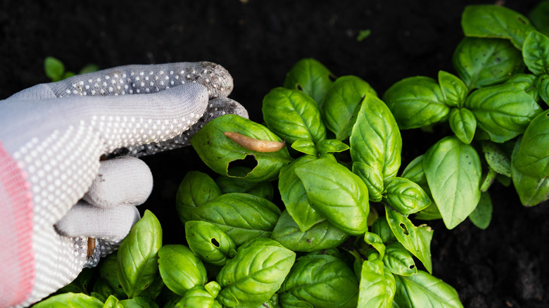 hand holding basil leaf while slug crawls on plant