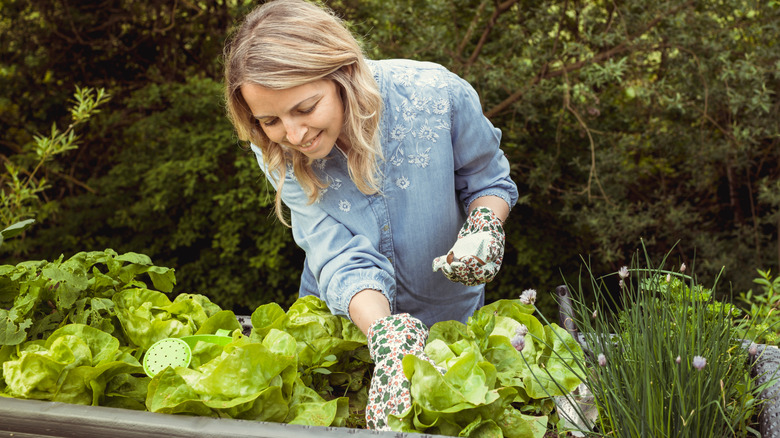 Woman hand-picking slugs off lettuces in a raised garden bed