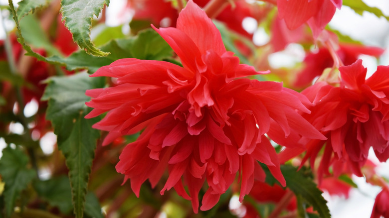 A Funky Pink begonia bloom with many bright pink petals