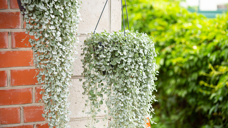 dichondra hanging in a hanging basket