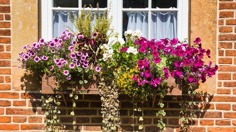 A beautiful window box with bright pink and purple flowers