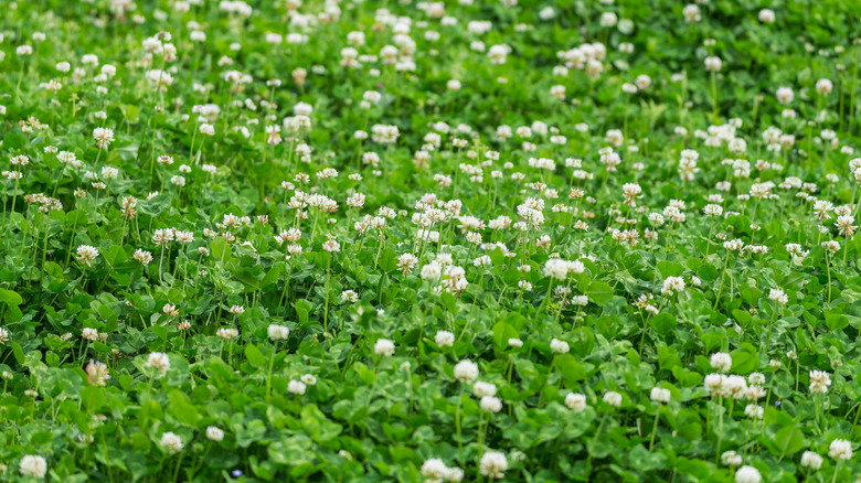 white clover growing in yard