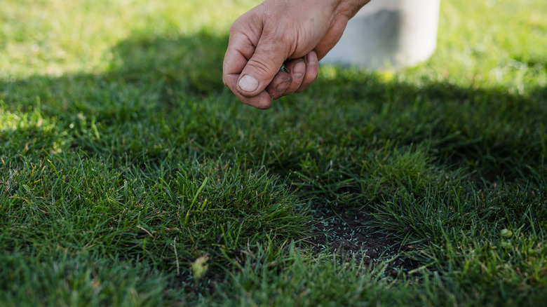 person seeding bare patch of lawn