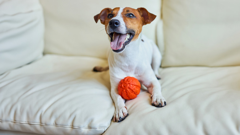 Cute dog sitting on a couch with an orange ball