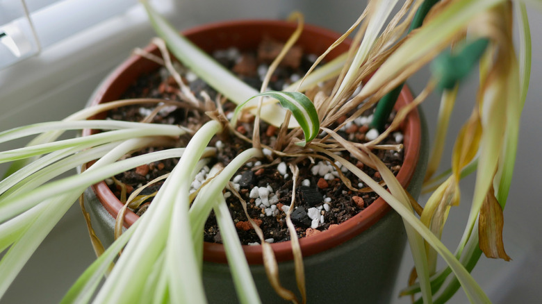 A spider plant by a window with dry soil in the planter.