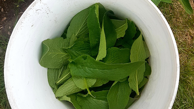 Comfrey leaves in a bucket ready for adding the water