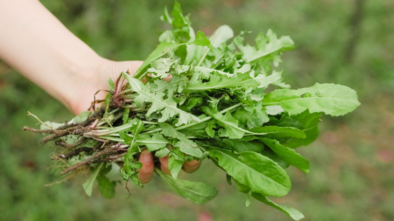 Gardener's hand holding freshly harvested dandelion leaves and roots