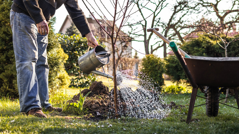 A gardener standing beside a wheelbarrow waters a newly planted tree sapling with a metal watering can.