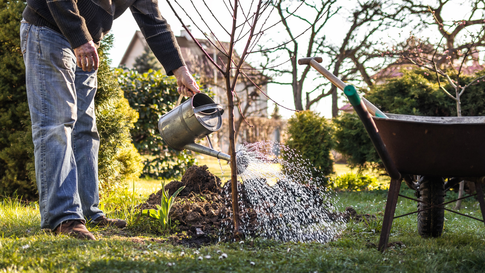 Not Eastern Redbud Nor Cherry: The Fast-Growing Shade Tree For Privacy