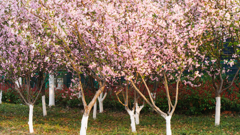 A cluster of pink-blooming crabapple trees with white painted trunks in a backyard.