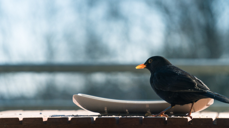 Bird eating from a plate on a window sill