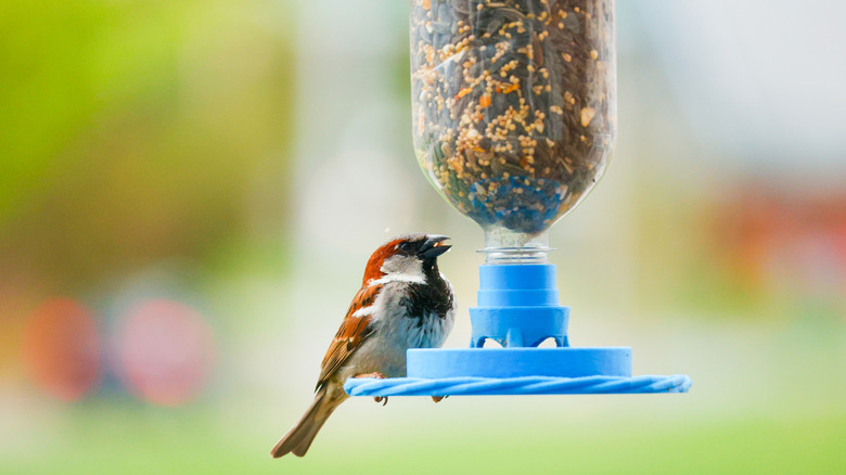 bird eating from a bird feeder