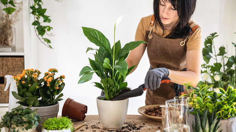 A woman wearing an apron and gloves adds soil to a potted peace lily plant.