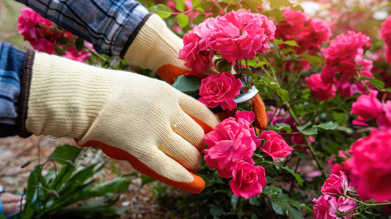 Person with gloved hands snipping roses in garden
