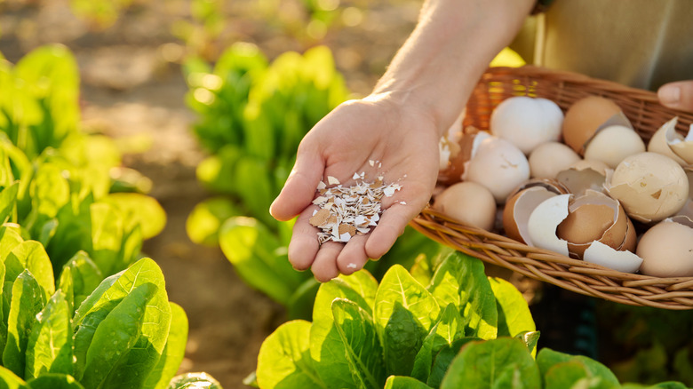 Person scatters broken egg shells over their garden as a DIY fertilizer.