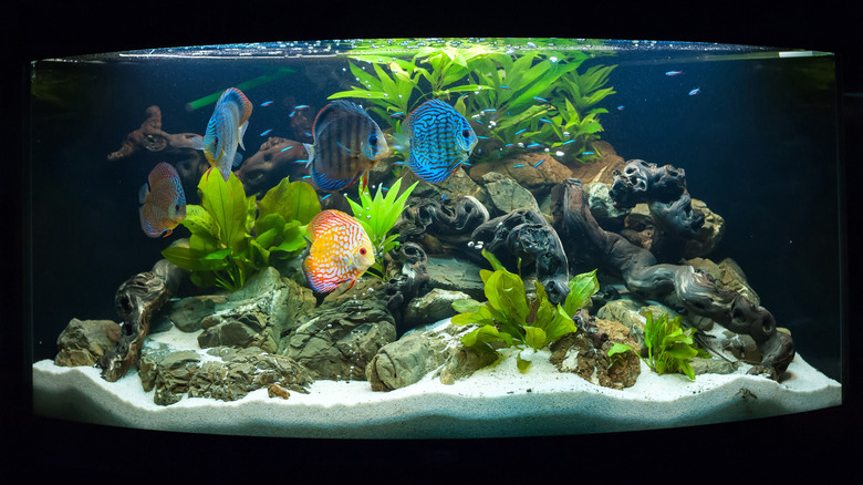 A fish tank in a dark room