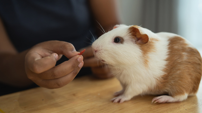 a person feeding a brown guinea pig