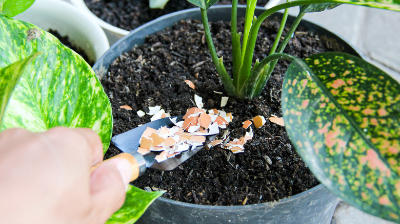 A person's hand holding a small trowel with crushed eggshells that are deposited on the soil around a houseplant