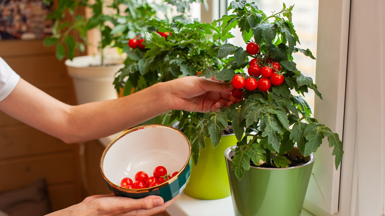 Someone picking cherry tomatoes off of a potted plant