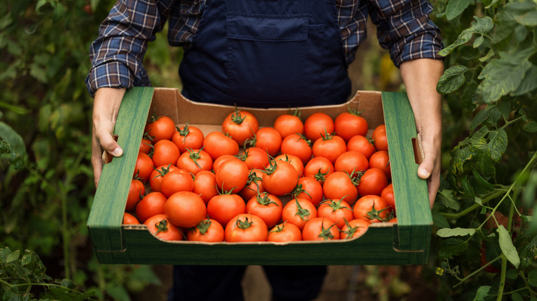 Gardener holding a crate of tomatoes.
