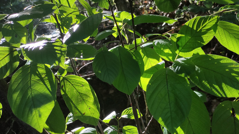 Close-up photo of Berchemia scandens in a garden bed.