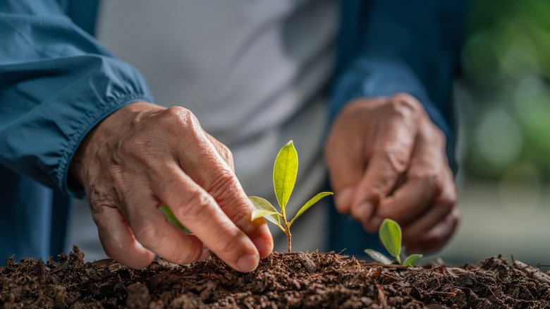 Hands planting a small seedling.