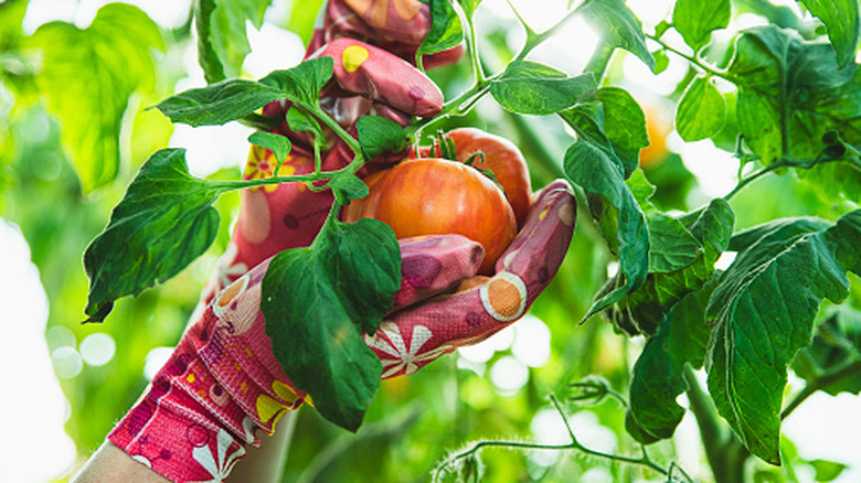 Woman picking tomatoes in the garden
