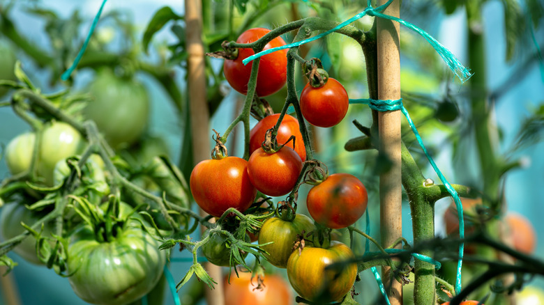 A garden greenhouse made of foil standing on the grass, with various tomatoes visible.