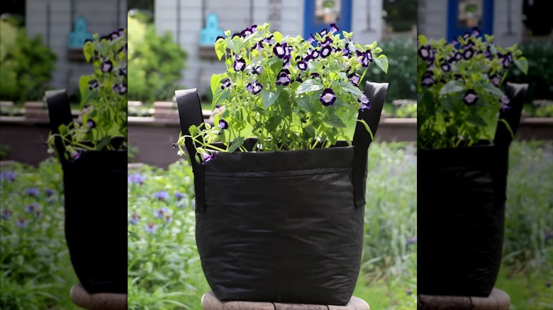 Grow bags made out of landscaping fabric with purple flowers inside.