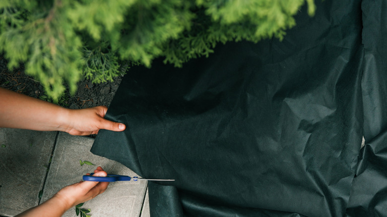 Hands cutting landscaping fabric next to shrubs in the garden.